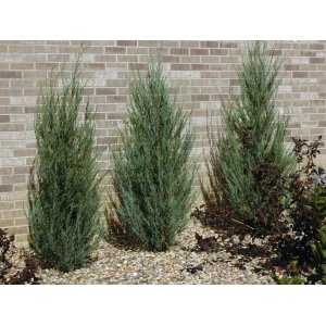 Borievka viržínska (Juniperus virginiana) ´BLUE ARROW´ – výška 50-70 cm, kont. C3L 
